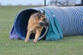 German Shepherd at a Dog Agility Trial Royalty Free Stock Photo