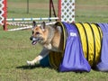 German Shepherd at a Dog Agility Trial Royalty Free Stock Photo