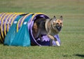 German Shepherd at a Dog Agility Trial Royalty Free Stock Photo