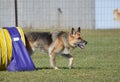 German Shepherd at a Dog Agility Trial Royalty Free Stock Photo