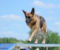 German Shepherd at a Dog Agility Trial Royalty Free Stock Photo