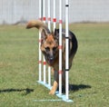 German Shepherd at a Dog Agility Trial Royalty Free Stock Photo