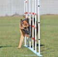 German Shepherd at a Dog Agility Trial Royalty Free Stock Photo