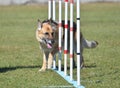 German Shepherd at a Dog Agility Trial Royalty Free Stock Photo