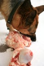 German Shepherd Dog ( Alsatian ) eating bone. Royalty Free Stock Photo