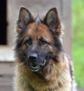 German shepherd in a booth Royalty Free Stock Photo