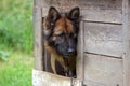 German shepherd in a booth Royalty Free Stock Photo
