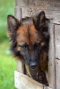 German shepherd in a booth Royalty Free Stock Photo