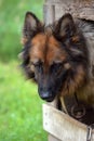 German shepherd in a booth Royalty Free Stock Photo