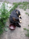 German shepherd dog asleep by his empty bowl Royalty Free Stock Photo