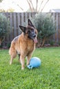 German shepherd dog with ball standing in a yard on green grass ready to play Royalty Free Stock Photo