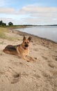 German Shepherd dog on beach Royalty Free Stock Photo