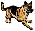 German shepherd