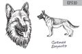 German shepherd dog breed illustration. Vector drawing of dog head and side view.