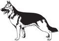 German Shepherd dog Royalty Free Stock Photo