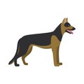 German shepherd dog breed