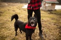 German Shepherd dog Brovko Vivchar walking in field with his mistress