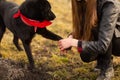 German Shepherd dog Brovko Vivchar walking in field with his mistress