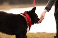 German Shepherd dog Brovko Vivchar walking by village lake with his master