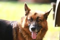German shepherd dog canine portrait close up Royalty Free Stock Photo