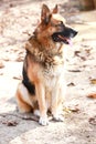 German shepherd dog canine portrait close up Royalty Free Stock Photo