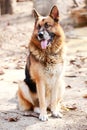 German shepherd dog canine portrait close up Royalty Free Stock Photo