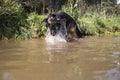 German shepherd dog catches fish