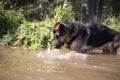 German shepherd dog catches fish