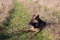 German shepherd dog chewing on a stick Royalty Free Stock Photo