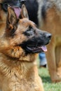 German Shepherd dog