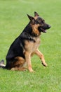 German Shepherd dog