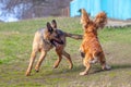 German Shepherd Dog and Cocker Spaniel on a Walk. Dogs run and play on the grass_ Royalty Free Stock Photo