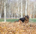 German shepherd dog composition