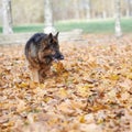 German shepherd dog composition