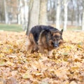 German shepherd dog composition