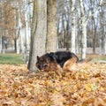 German shepherd dog composition