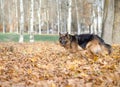 German shepherd dog composition