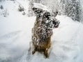 German shepherd dog covered in snow, Cortina D`Ampezzo, Italy Royalty Free Stock Photo