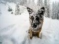 German shepherd dog covered in snow, Cortina D`Ampezzo, Italy Royalty Free Stock Photo