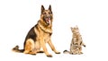 German Shepherd dog and curious cat Scottish Straight Royalty Free Stock Photo