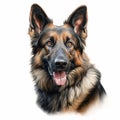 Realistic German Shepherd Dog Painting On White Background Royalty Free Stock Photo