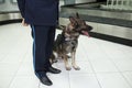 German shepherd dog for detecting drugs sittings near customs officer inside airoport on rulling band background