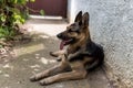 German Shepherd Dog Royalty Free Stock Photo