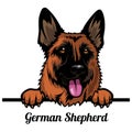 German Shepherd Dog - dog breed. Color image of a dogs head isolated on a white background Royalty Free Stock Photo