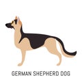 German shepherd dog. Dog, flat icon. Isolated on white background.