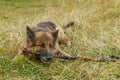 German shepherd dog gnaws a stick Royalty Free Stock Photo