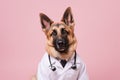 German Shepherd Dog Dressed As A Scientist On Blush Color Background