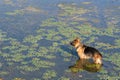 German shepherd dog (East European sheepdog) stands into water of lake and looks into the distance