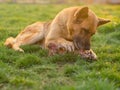 German shepherd dog eating a huge bone lying on a spring lawn Royalty Free Stock Photo