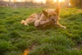 German shepherd dog eating a huge bone lying on a spring lawn Royalty Free Stock Photo